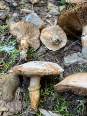 Tricholoma badicephalum
