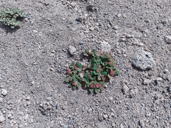 Euphorbia ophthalmica