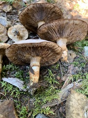 Tricholoma badicephalum