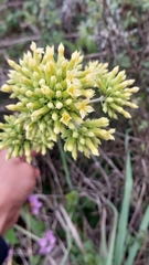 Kalanchoe densiflora