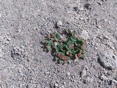 Euphorbia ophthalmica