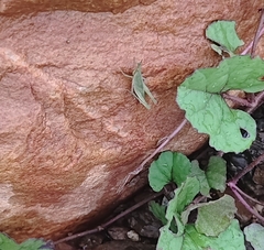Atractomorpha lata