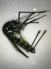 Stegomyia