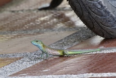 Cnemidophorus gaigei