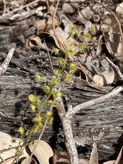 Drosera indumenta
