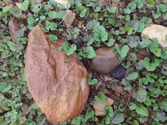 Atractomorpha lata