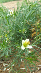 Peganum multisectum