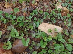 Atractomorpha lata