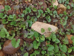 Atractomorpha lata