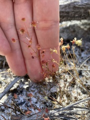 Drosera drummondii