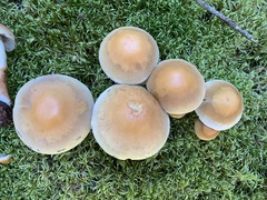 Hypholoma radicosum