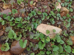 Atractomorpha lata