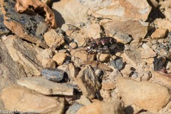 Cicindela limbalis