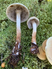 Hypholoma radicosum