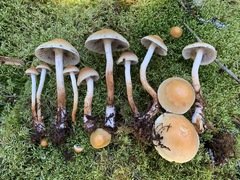 Hypholoma radicosum