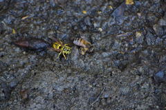Vespula sulphurea