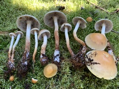 Hypholoma radicosum