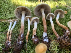 Hypholoma radicosum
