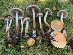 Hypholoma radicosum