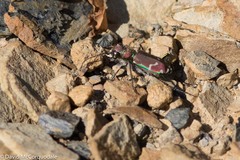 Cicindela limbalis