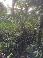 Amorphophallus