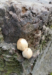 Fungi