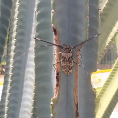 Acrocinus longimanus