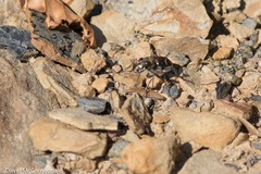 Cicindela limbalis