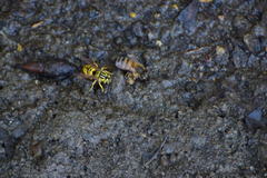 Vespula sulphurea