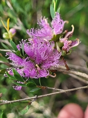 Melaleuca thymifolia
