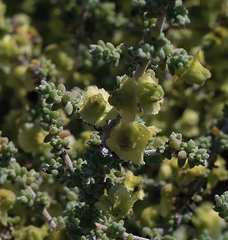Maireana pyramidata