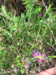 Melaleuca thymifolia