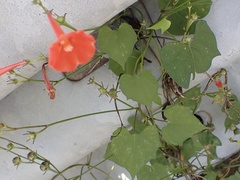 Ipomoea hederifolia