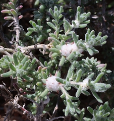 Dissocarpus paradoxus