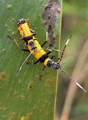 Chauliognathus imperialis