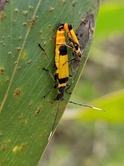 Chauliognathus imperialis