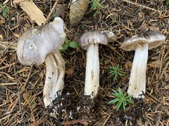 Tricholoma atrodiscus