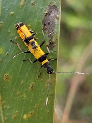 Chauliognathus imperialis