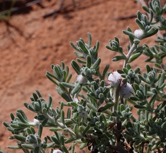 Dissocarpus paradoxus
