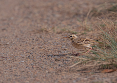 Anthus rufulus