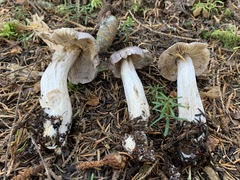 Tricholoma atrodiscus