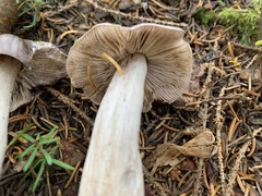 Tricholoma atrodiscus