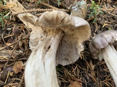 Tricholoma atrodiscus