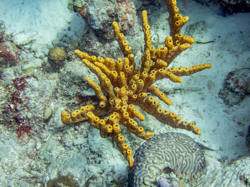Photo of Brown tube sponge (Agelas conifera)