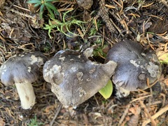 Tricholoma atrodiscus