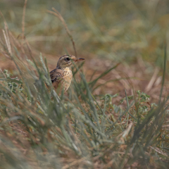 Anthus rufulus