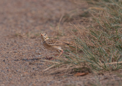 Anthus rufulus