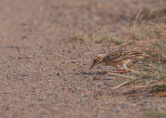 Anthus rufulus