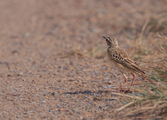 Anthus rufulus
