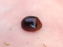 Dicranosterna immaculata